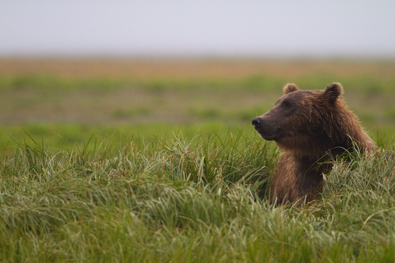 Grizzly Bear In Sedge